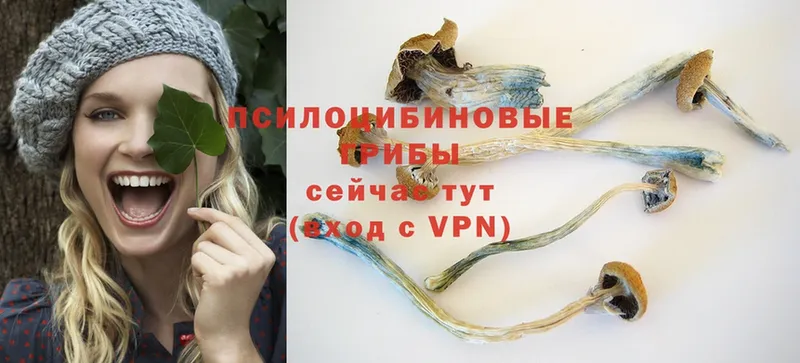 MEGA   Балашов  Псилоцибиновые грибы Psilocybe 